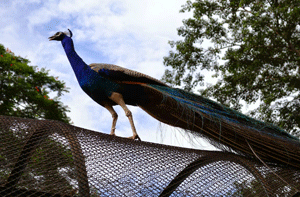 State Zoo
